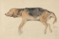 Picture of STUDY OF DOGS I
