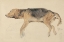 Picture of STUDY OF DOGS I