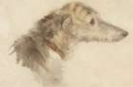 Picture of STUDY OF DOGS II