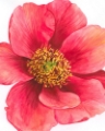 Picture of TREE PEONY I