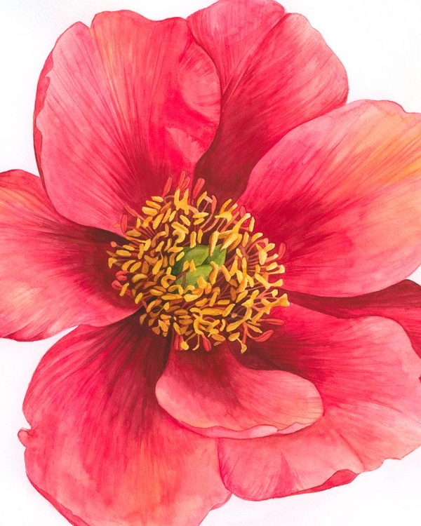 Picture of TREE PEONY I