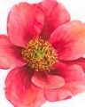 Picture of TREE PEONY I