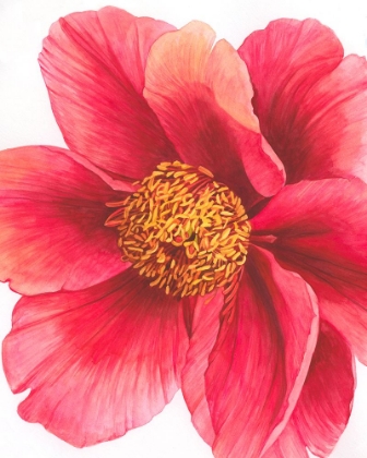 Picture of TREE PEONY II