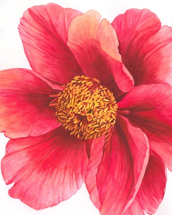 Picture of TREE PEONY II