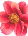 Picture of TREE PEONY II