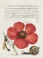 Picture of HOEFNAGEL TROPICAL SPECIMENS I