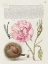 Picture of HOEFNAGEL TROPICAL SPECIMENS II
