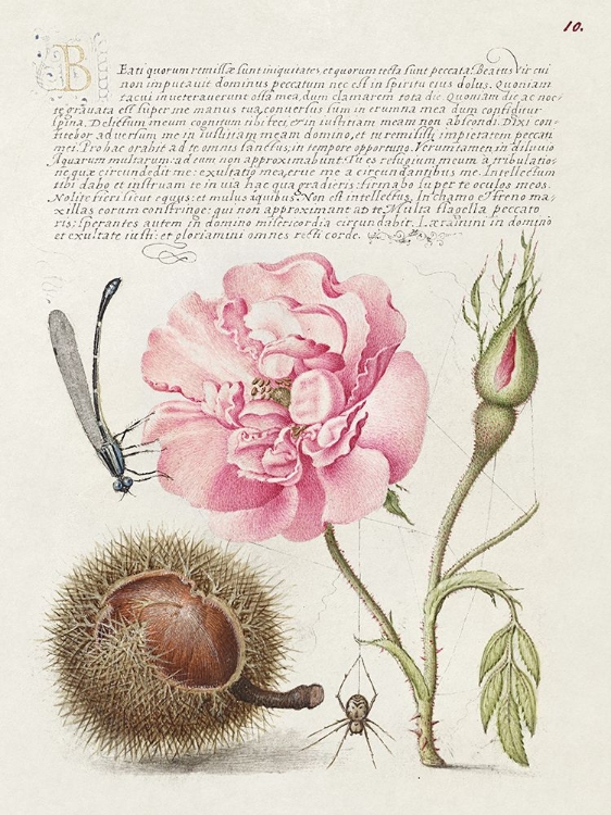 Picture of HOEFNAGEL TROPICAL SPECIMENS II