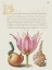 Picture of HOEFNAGEL TROPICAL SPECIMENS IV