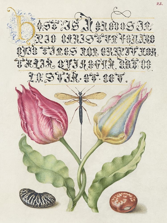 Picture of HOEFNAGEL TROPICAL SPECIMENS V