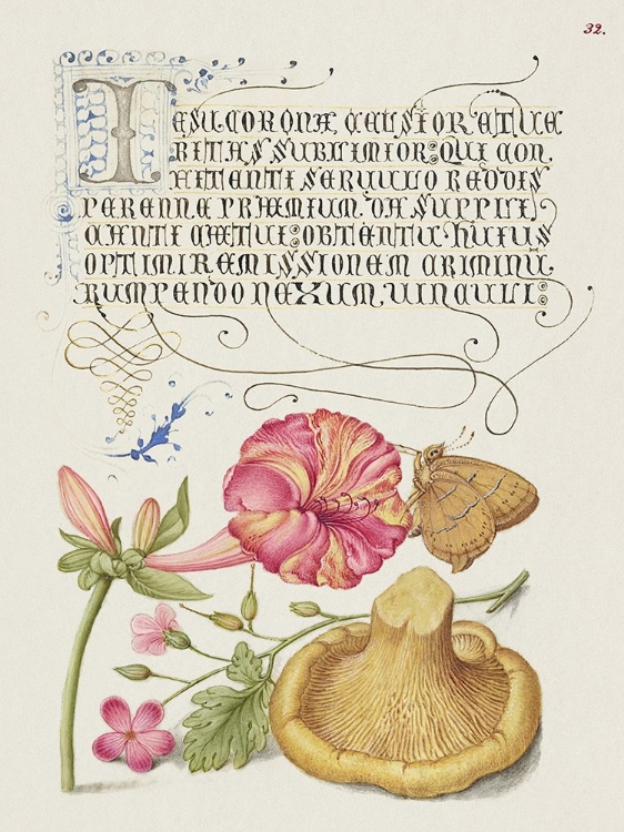 Picture of HOEFNAGEL TROPICAL SPECIMENS VII