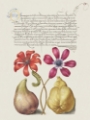 Picture of HOEFNAGEL TROPICAL SPECIMENS VIII
