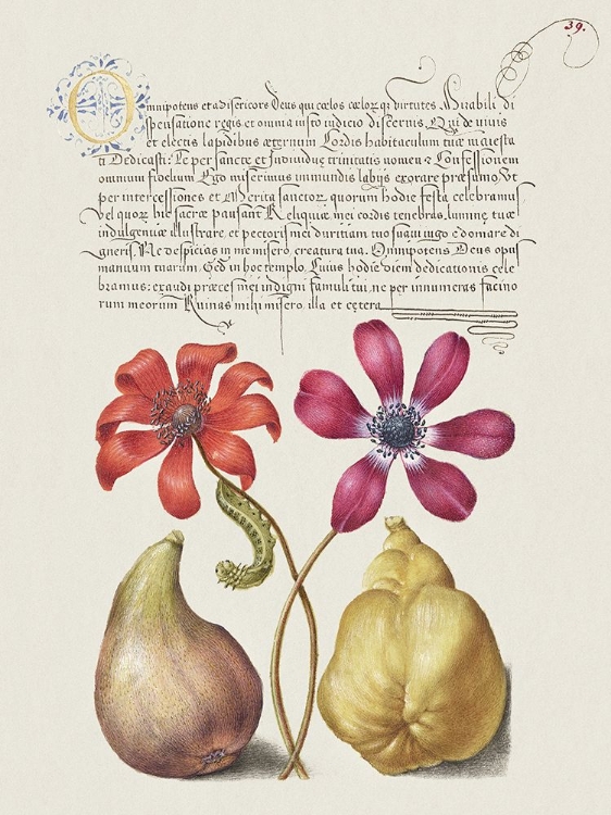 Picture of HOEFNAGEL TROPICAL SPECIMENS VIII
