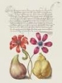 Picture of HOEFNAGEL TROPICAL SPECIMENS VIII