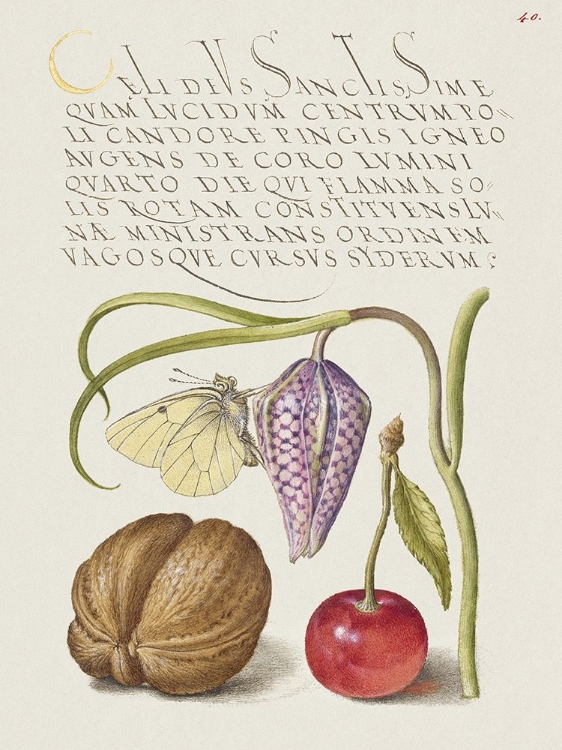 Picture of HOEFNAGEL TROPICAL SPECIMENS IX