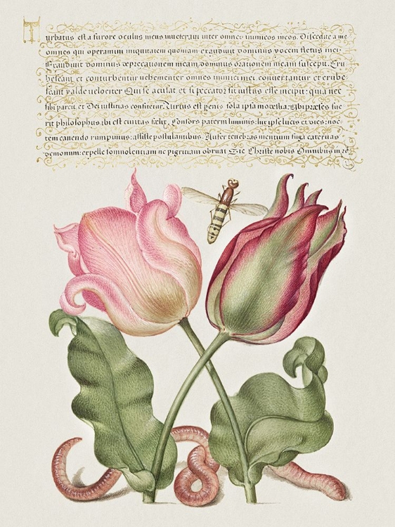 Picture of HOEFNAGEL TROPICAL SPECIMENS X