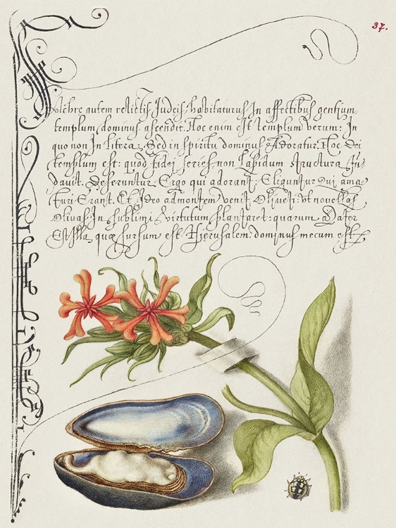 Picture of HOEFNAGEL TROPICAL SPECIMENS XI