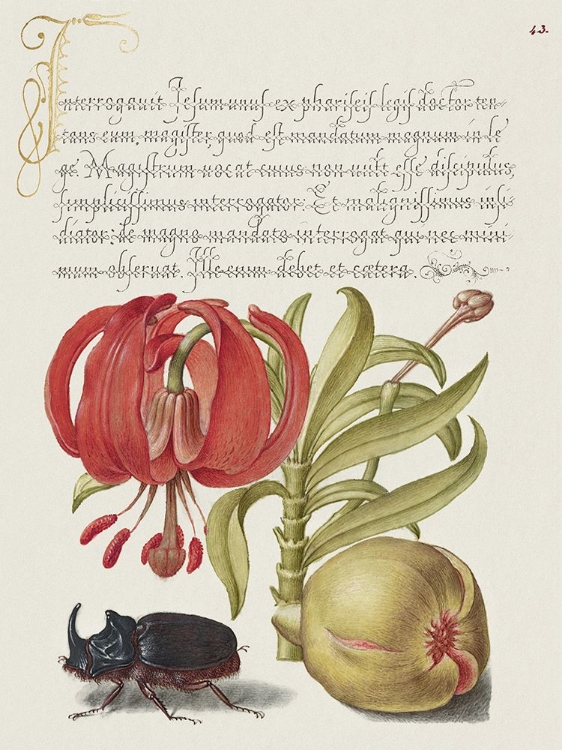 Picture of HOEFNAGEL TROPICAL SPECIMENS XII