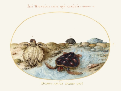 Picture of HOEFNAGEL SEA VIGNETTES II