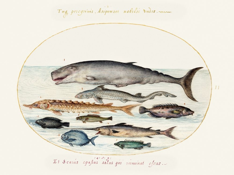 Picture of HOEFNAGEL SEA VIGNETTES III