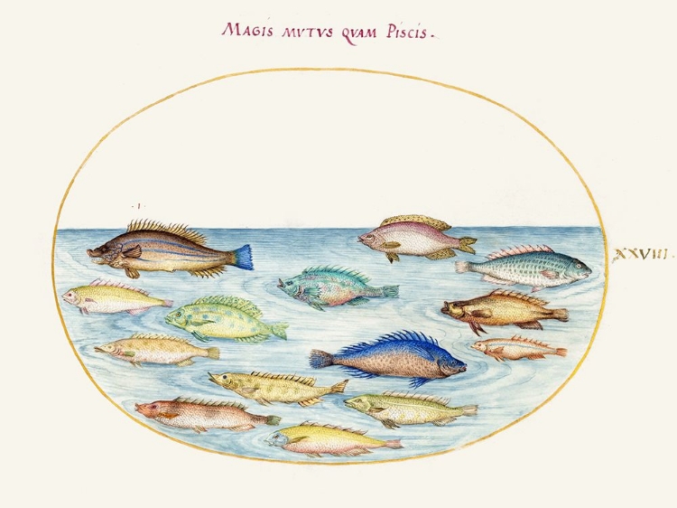 Picture of HOEFNAGEL SEA VIGNETTES V