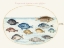 Picture of HOEFNAGEL SEA VIGNETTES VII