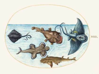 Picture of HOEFNAGEL SEA VIGNETTES VIII