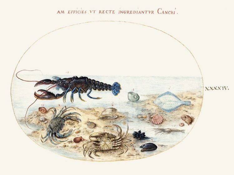 Picture of HOEFNAGEL SEA VIGNETTES IX