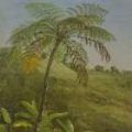 Picture of JAMAICAN PALMS I