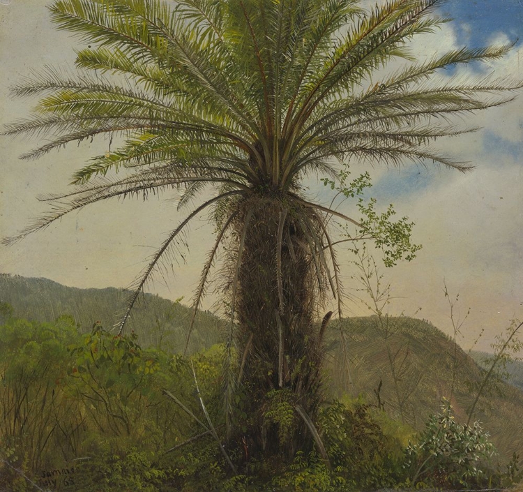 Picture of JAMAICAN PALMS II