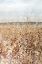Picture of OCHRE LANDSCAPE II