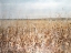 Picture of OCHRE LANDSCAPE III