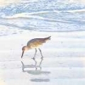 Picture of SANDPIPER DREAMS I