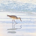 Picture of SANDPIPER DREAMS II