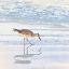 Picture of SANDPIPER DREAMS II