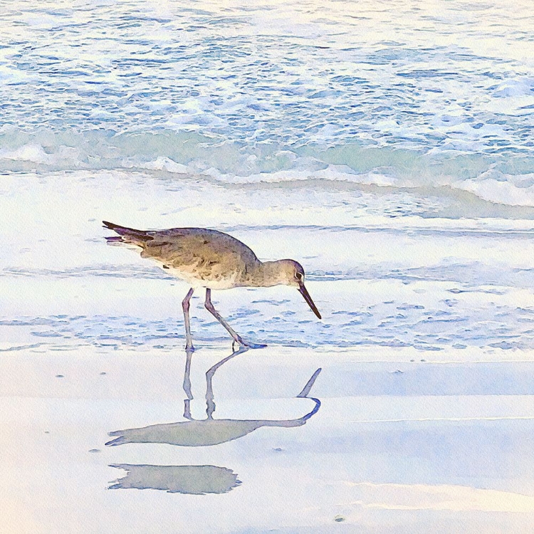 Picture of SANDPIPER DREAMS II