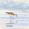Picture of SANDPIPER DREAMS II