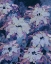 Picture of HIDDEN BLOOMS II