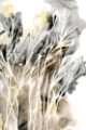 Picture of WISPY WEEDS I