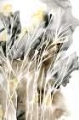 Picture of WISPY WEEDS I