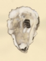 Picture of SEPIA-TONED OYSTERS I