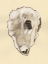 Picture of SEPIA-TONED OYSTERS I
