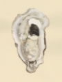 Picture of SEPIA-TONED OYSTERS III