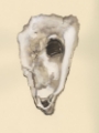 Picture of SEPIA-TONED OYSTERS IV