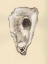 Picture of SEPIA-TONED OYSTERS IV