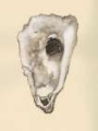Picture of SEPIA-TONED OYSTERS IV