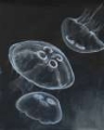 Picture of JELLYFISH HEAVEN I