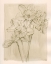 Picture of SPRING PROMISES II