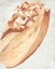 Picture of VINTAGE SHELL VIGNETTE I