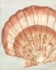 Picture of VINTAGE SHELL VIGNETTE II